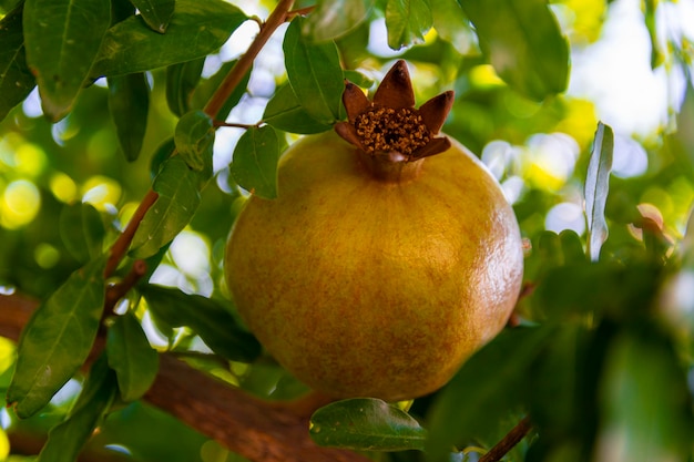 El fruto de la granada madura entre las hojas verdes. La fruta de la granada del sur es un alimento orgánico cultivado en los jardines de Turquía.