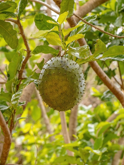 Fruto de Guanábana Verde de la especie Annona muricata con enfoque selectivo