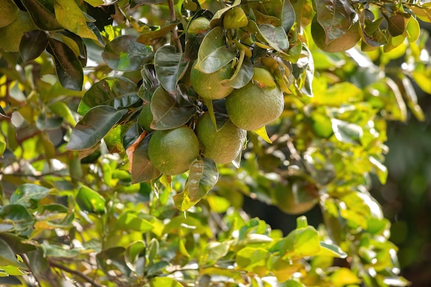 Fruto laranja da espécie Citrus aurantium com foco seletivo