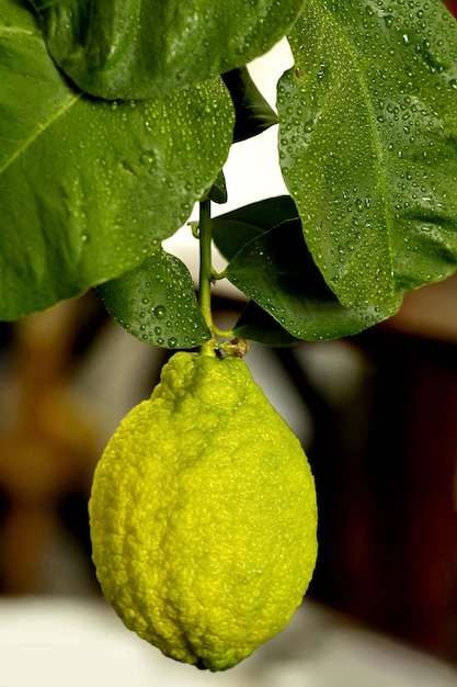 Fruto de limón en crecimiento