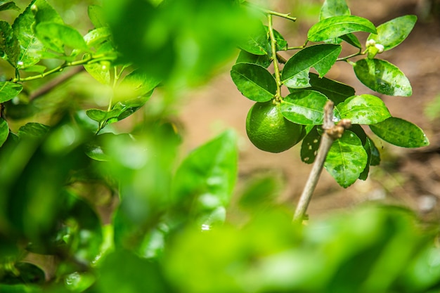 El fruto del limonero en crecimiento