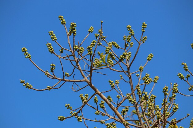 Foto fruto maduro de garuga pinnata