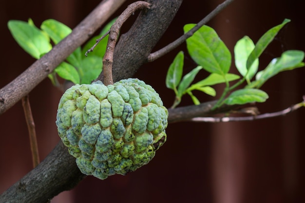 Foto fruto maduro de manzana de azúcar (annona squamosa)