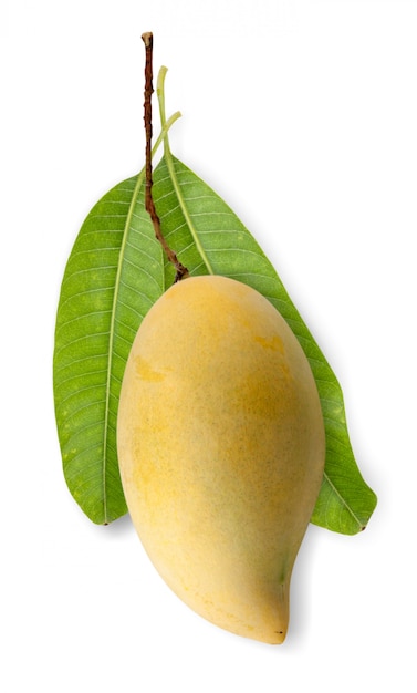 Fruto de mango aislado en blanco aislado