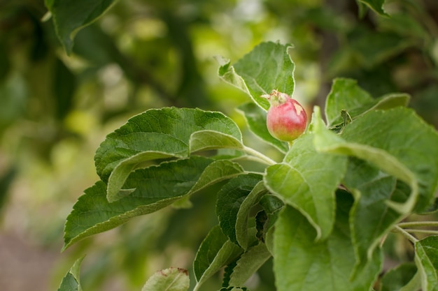 Fruto de manzana inmadura en la rama de árbol con hojas verdes