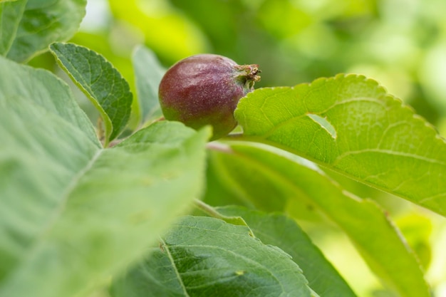 Fruto de manzana inmadura en la rama del árbol