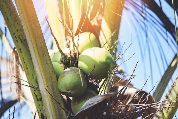 Fruto de palma de coco que crece en el cocotero en el verano /