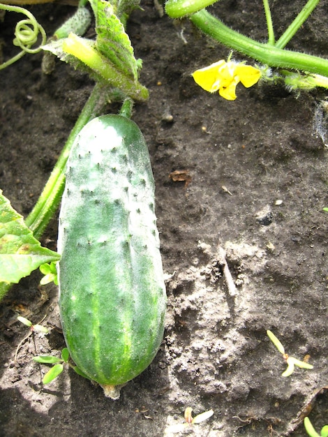 Fruto de un pepino en una cama