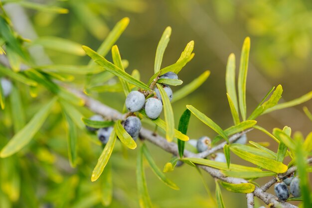 El fruto de las plantas silvestres