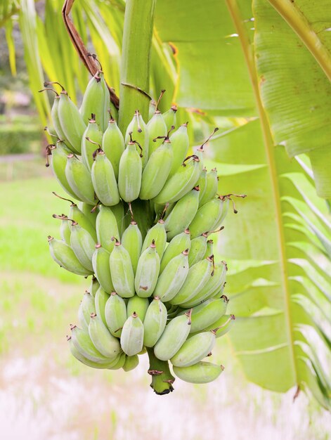 Fruto del plátano