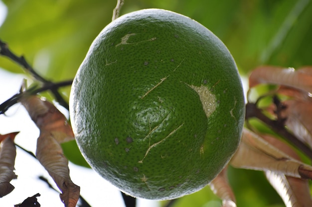 El fruto del pomelo en el árbol