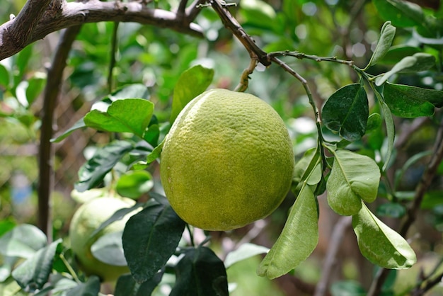 Fruto de pomelo verde que crece en una rama en Vietnam