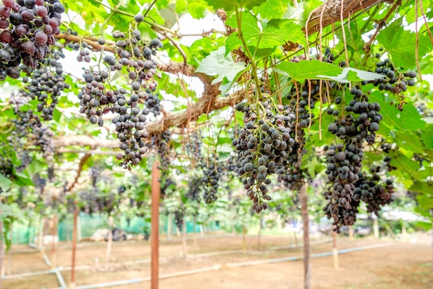 Fruto de racimo de uva en viña