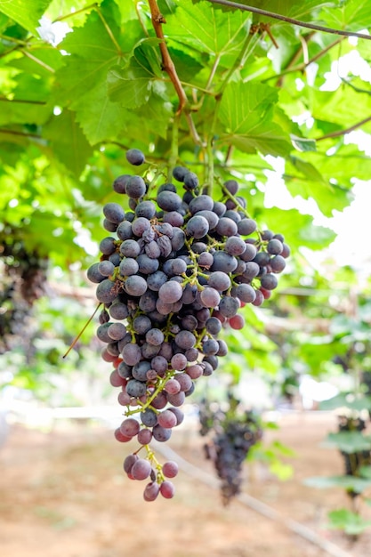 Fruto de racimo de uva en viña
