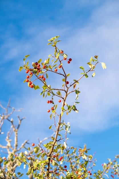 Fruto rojo de Crataegus monogyna conocido como espino o espino de semilla única