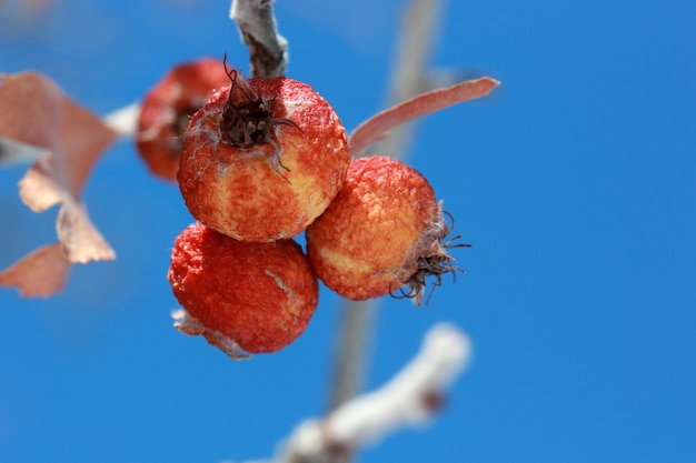 Fruto de rosa mosqueta seca en rama