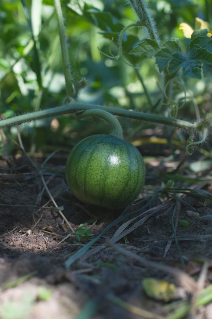 Fruto de sandía joven que crece bajo el sol de la mañana.