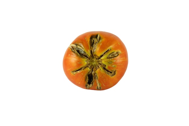 El fruto del tomate es rojo maduro con profundas grietas negras