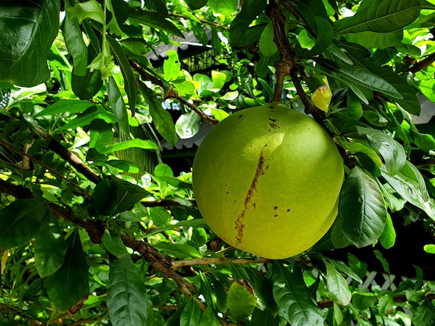 Fruto verde da árvore de cabaça no jardim