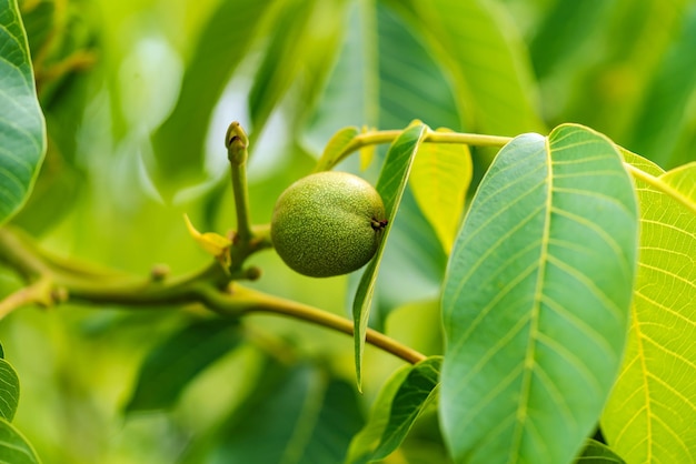 Fruto verde da noz no galho nogueira