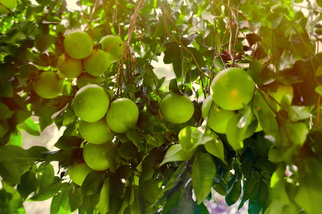 Fruto verde da toranja em ramos de árvore na luz solar do por do sol.