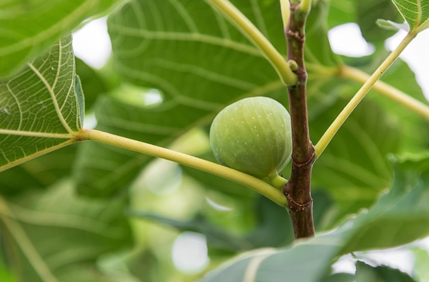 Fruto verde do figo na árvore