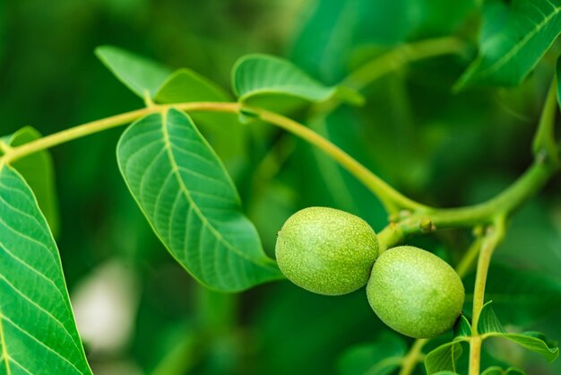 Fruto verde de la nuez en la rama Nogal