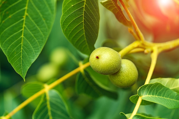 Fruto verde de la nuez en la rama Nogal