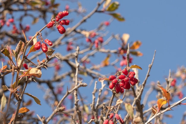 Frutos de agracejo en una rama