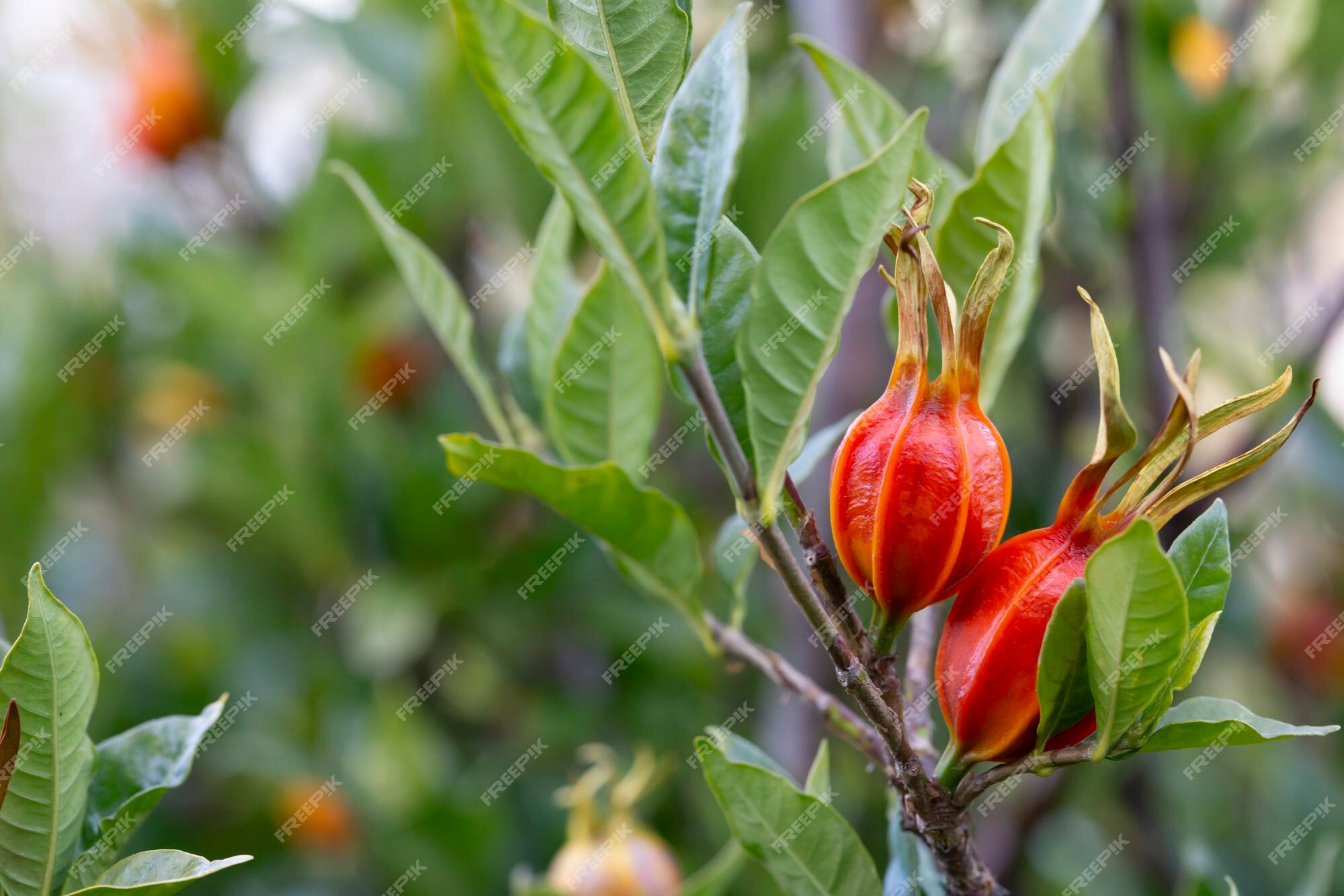 Frutos alaranjados em ramos verdes de frutos de jasmim gardênia de jasmim  do cabo na árvore | Foto Premium