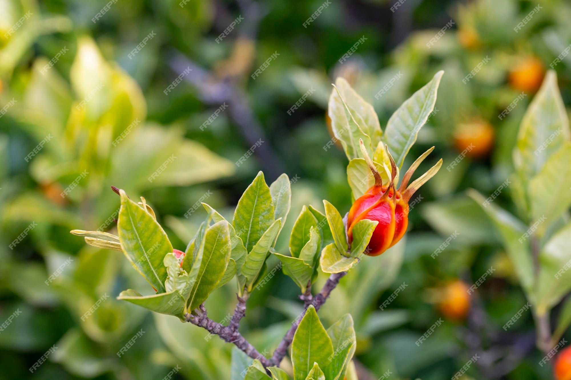 Frutos alaranjados em ramos verdes de gardênia jasmim frutos de jasmim do  cabo na árvore, belo fundo natural | Foto Premium