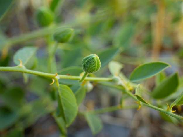 Frutos de alcaparras Capparis closeup