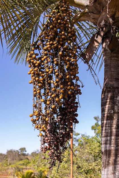 Foto frutos amarelos da palmeira buriti com foco seletivo