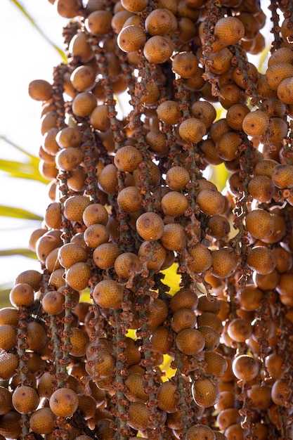 Foto frutos amarelos da palmeira buriti com foco seletivo