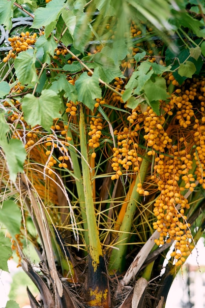 Frutos amarillos de la palmera datilera en el primer plano de las ramas