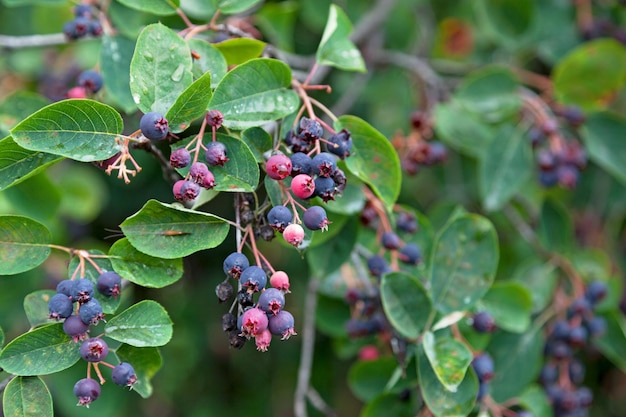 Frutos del Amelanchier