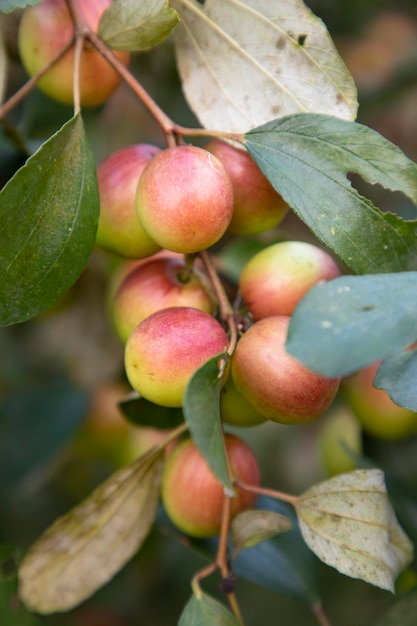 Frutos de azufaifo rojo o manzana kul boroi en una rama en el jardín Enfoque selectivo con poca profundidad de campo