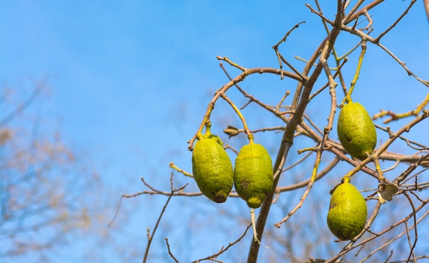 Frutos de baobab en la rama de un árbol