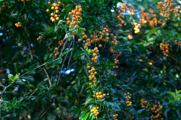 Frutos de las bayas de paloma Duranta erecta