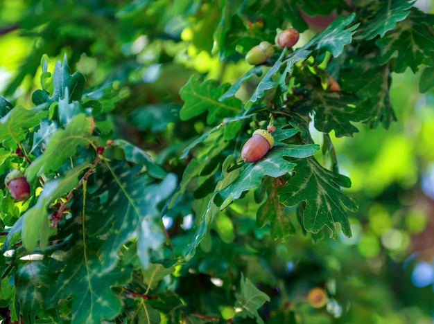 Foto frutos de bellotas en la rama de un árbol de roble en el bosque