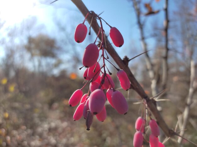 Foto frutos de las berberis