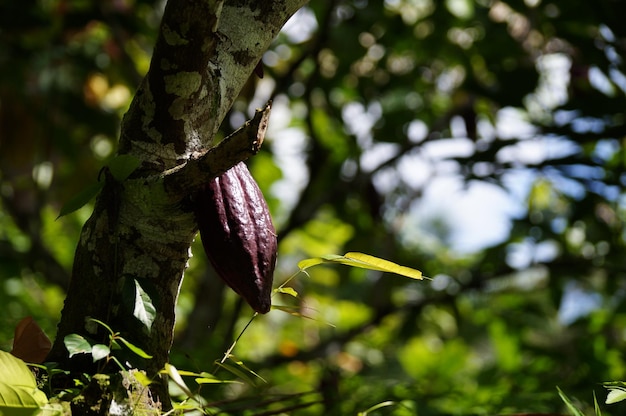 Foto frutos de cacao en árbol de cacao