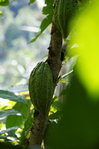 Foto frutos de cacao en árbol de cacao