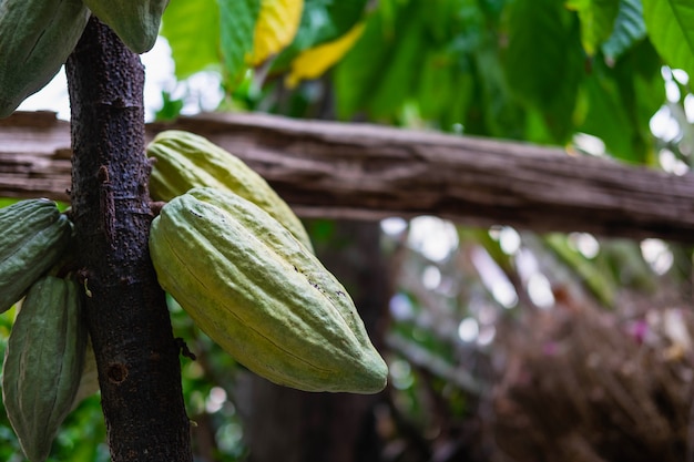 Foto frutos de cacao frescos de cacao