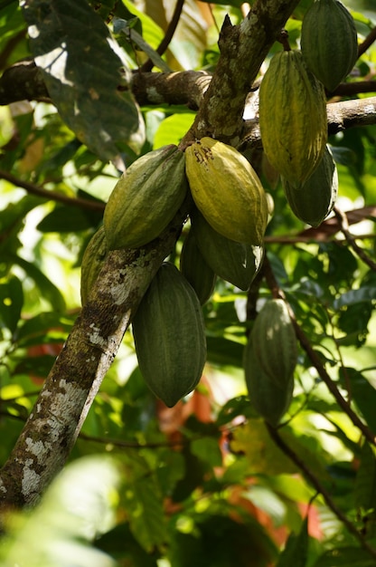 Foto frutos de cacao en la naturaleza con el árbol de cacao