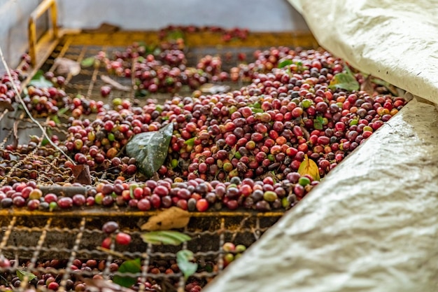 Foto frutos de café maduros cosechados en una finca de café