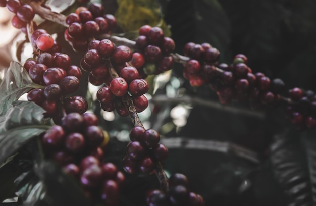 Frutos de café en el plan