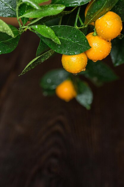 Frutos de calamondina naranja en ramas con rocío.