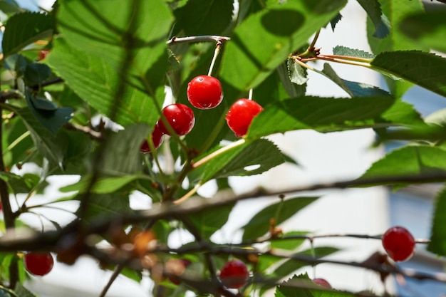 Frutos de cereza sobre un fondo de cielo azul y hojas verdes. La cereza está madurando en el jardín.