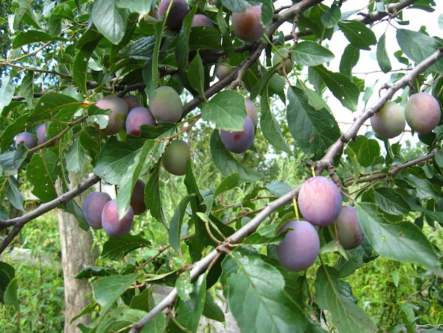 Frutos de ciruela en el árbol.